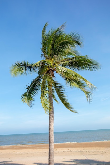 Zwei Palmen wachsen am leeren Sandstrand