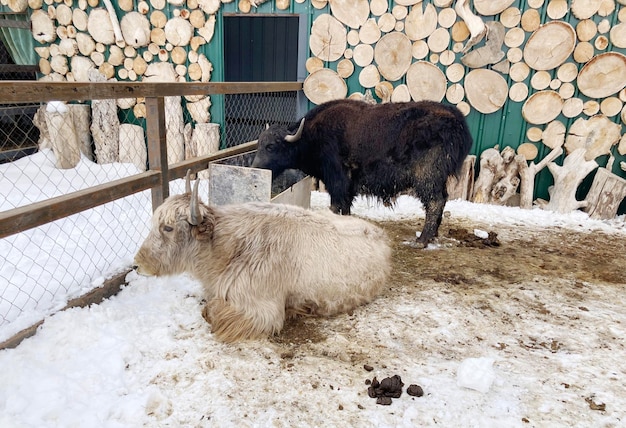 zwei Pamir-Yaks im Zoo