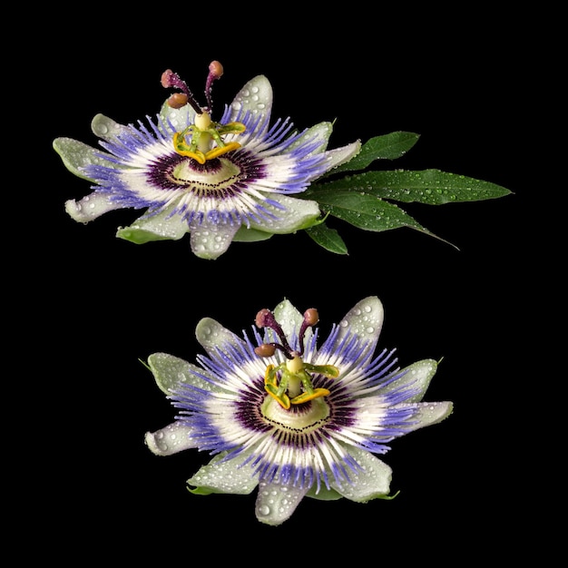 Zwei Passiflora Passionsblume isoliert auf schwarzem Hintergrund Große schöne Blume