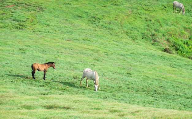 Zwei Pferde, die zusammen Gras auf dem Feld essen, Hügel mit zwei Pferden, die Gras essen, zwei Pferde auf einer Wiese