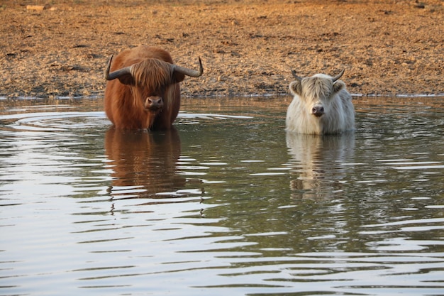 Foto zwei pferde in einem see