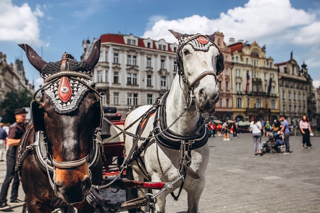 zwei Pferde in Prag