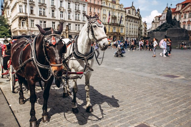 zwei Pferde in Prag