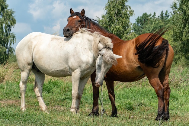 Zwei Pferde stehen nebeneinander auf der Weide Das braune Pferd legte seinen Kopf auf den Rücken des Schimmels Der durchdringende Blick des Pferdes auf den Fotografen Freundschaft unter Tieren