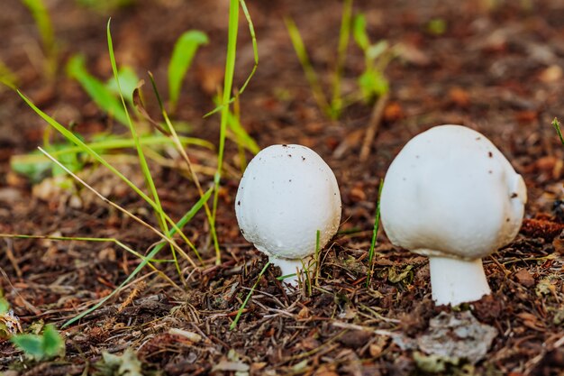 Zwei Pilze im Gras im Wald