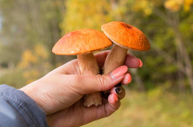 Zwei Pilze Lexinum in der Hand im Herbstwald