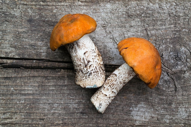 Zwei Pilze mit orangefarbenen Kappen Leccinum Aurantiacum