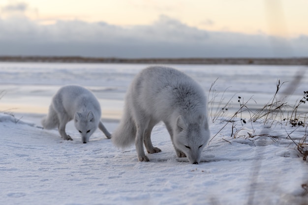 Zwei Polarfüchse (Vulpes Lagopus) in der wilden Tundra. Polarfuchs am Strand.