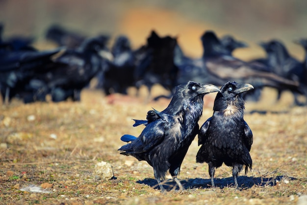 Zwei Raben Corvus corax stehen abseits der Packung