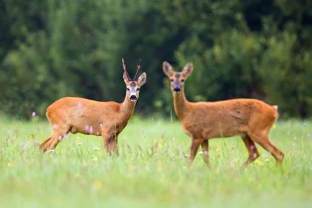 Zwei Rehe auf einem Feld mit Bäumen im Hintergrund