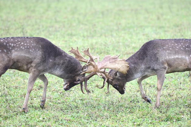 Zwei Rehe kämpfen um die Liebe