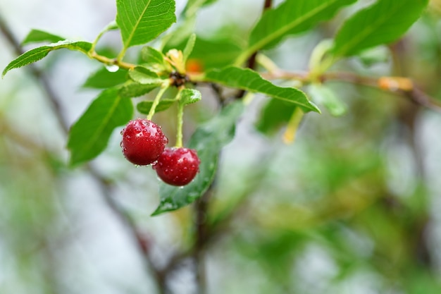 Zwei reife Kirschen auf einem Ast mit Wassertropfen nach Regen, Nahaufnahme