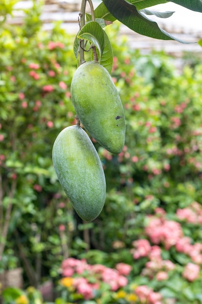 Zwei rohe Mangos hängen hautnah im Garten