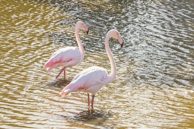 Zwei rosa Flamingos laufen im Wasser in einer natürlichen Umgebung