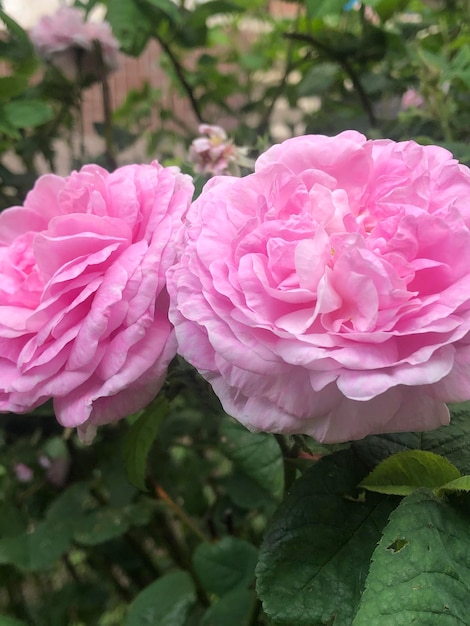 Zwei rosa Rosen sind in einem Garten.