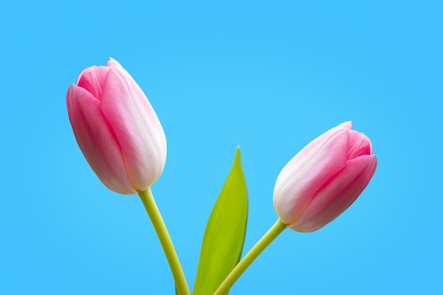 Zwei rosafarbene Tulpen getrennt auf blauem Hintergrund