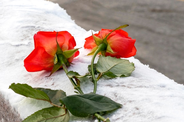 Zwei Rosen auf weißem Schnee, Blumen auf einem Friedhof an kalten Tagen, Konzeptbild