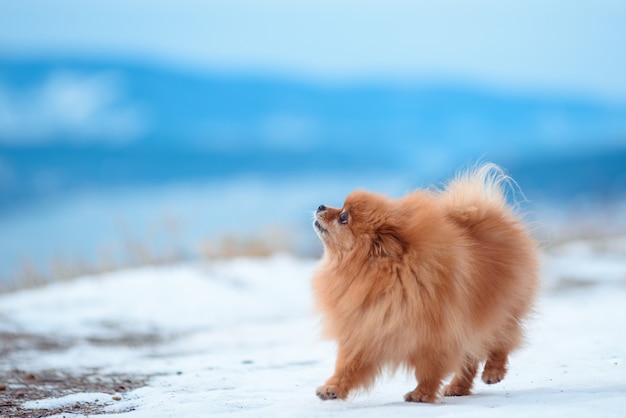 Zwei rote Hunde der Spitzrasse spielen im Winter auf dem Berg.