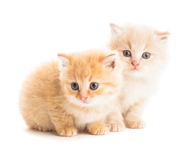 Zwei rote Kätzchen isoliert auf weißem Hintergrund
