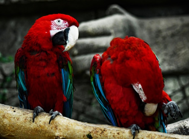 Zwei rote Papageien ruhen auf einem umgestürzten Baumstamm