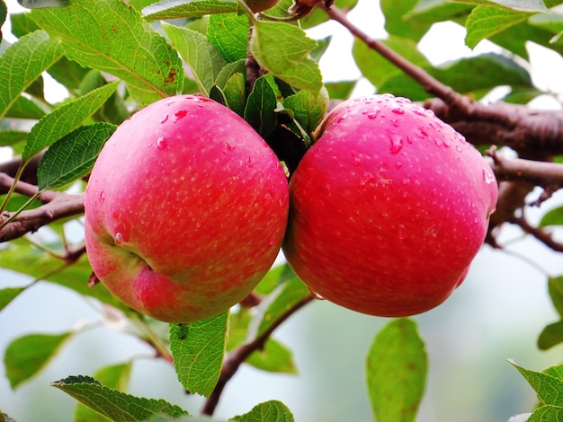 Zwei rote Äpfel auf dem Apfelbaum