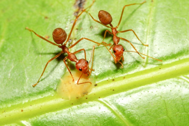 ZWEI ROTE UND WEG AUF GRÜNEM BLATT IN DER NATUR