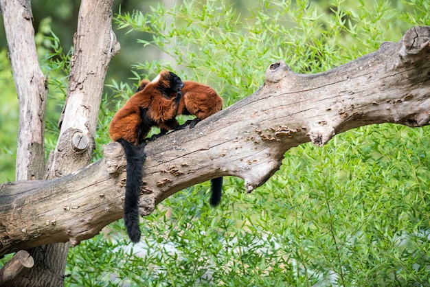 Zwei roter getrumpfter Lemur