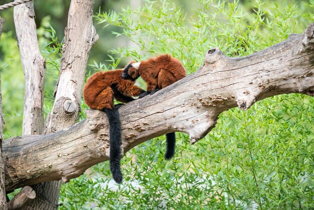 Zwei roter getrumpfter Lemur