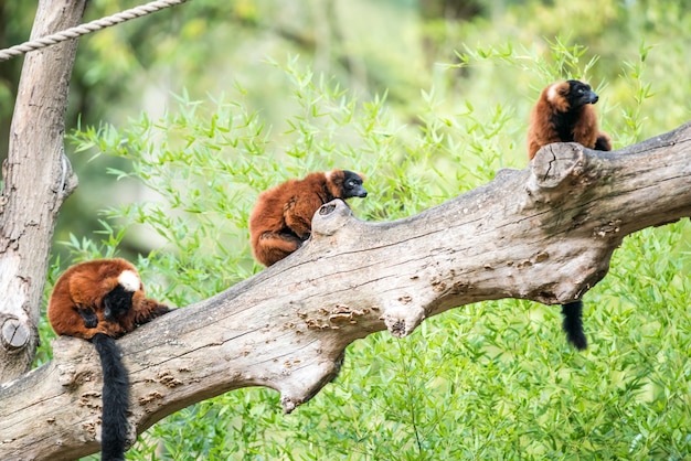 Zwei roter getrumpfter Lemur