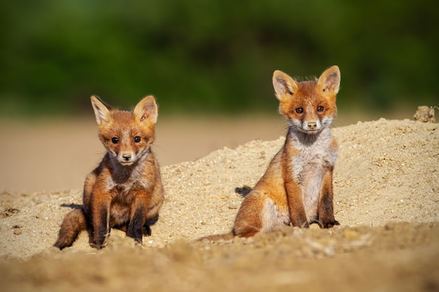 Zwei Rotfuchsjunge, die in der Frühlingsnatur ein Sonnenbad nehmen