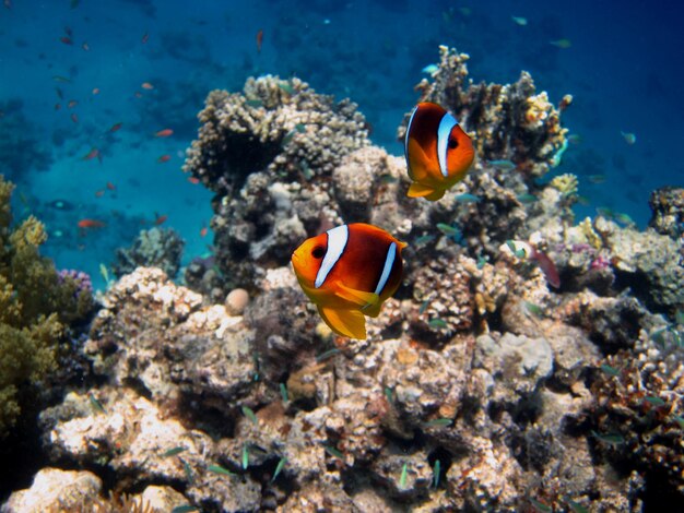 Zwei rotmeer anemonenfische im korallenriff im roten meer