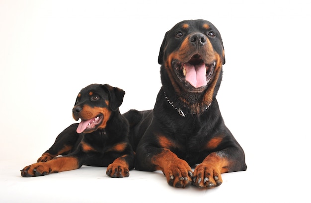 Zwei Rottweiler