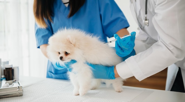 Zwei Ärzte untersuchen ihn Veterinärmedizinisches Konzept Pomeranian in VeterinärklinikxA