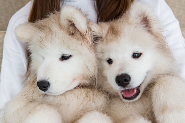 Zwei samoyed Hunde auf Händen des Besitzers.