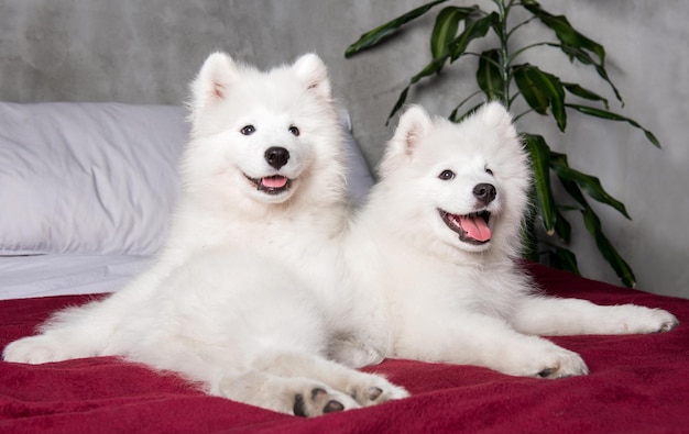 Zwei samoyed Hundewelpen im roten Bett auf Schlafzimmerhintergrund