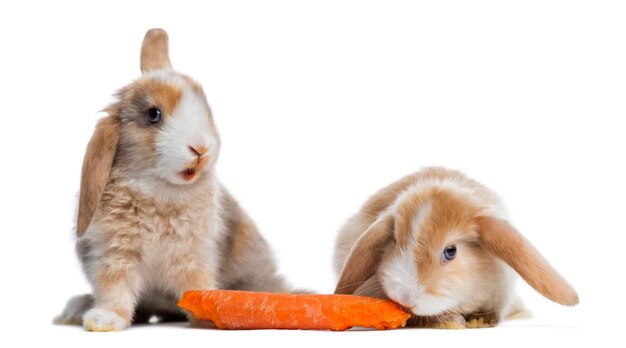 Zwei Satin Mini Lop Kaninchen, die eine Karotte essen, lokalisiert auf Weiß