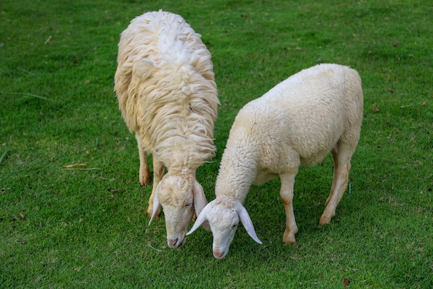 Zwei Schafe, die Gras im emtry Garten bei Thailand essen