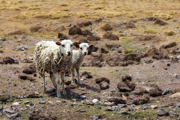 Zwei Schafe in einer wilden Umgebung Altiplano Bolivien