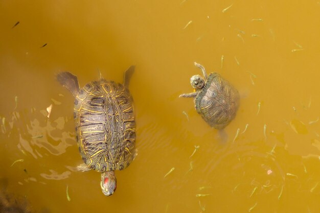 Zwei Schildkröten schwimmen in einem Teich