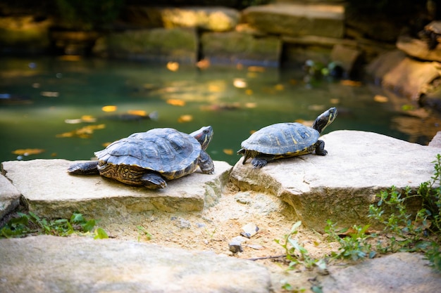 Zwei Schildkröten sonnen sich auf Steinen in der Sonne am Wasser