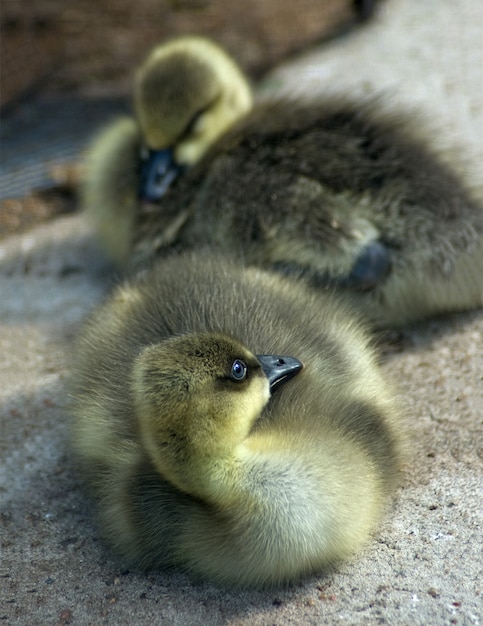 Zwei schlafende Gänschen