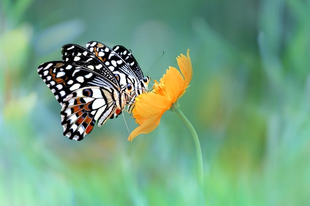 Zwei Schmetterlinge auf der Blume