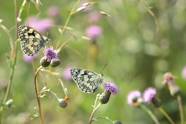 Zwei Schmetterlinge auf einer Blume