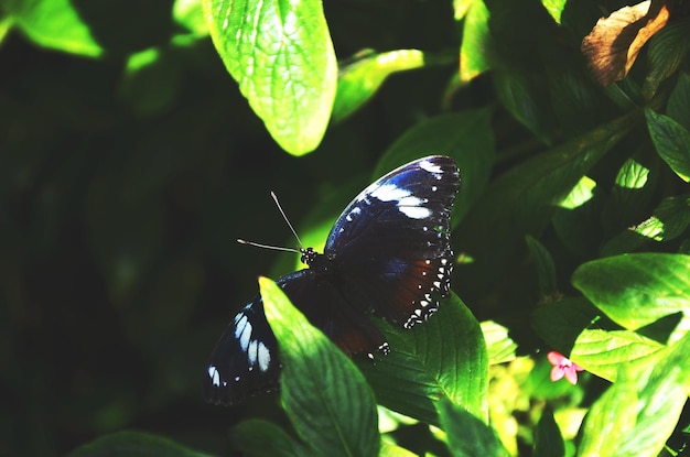 zwei Schmetterlinge sind auf einem grünen Blatt