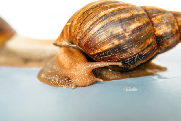 Zwei Schnecken Achatina Riese isoliert