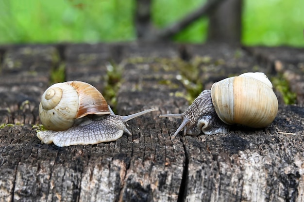 Zwei Schnecken im Garten im Hof des Hauses