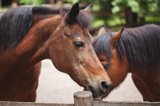 Zwei schöne anmutige Pferde posieren, Bauernhofleben