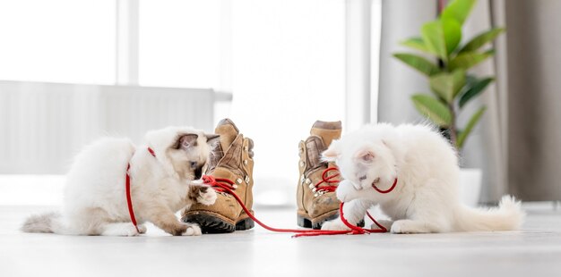 Zwei schöne flauschige weiße Ragdoll-Kätzchen, die im hellen Raum auf dem Boden sitzen und mit roter Spitze von Stiefeln spielen. Schöne reinrassige Katzenkatze im Freien mit Schuhen