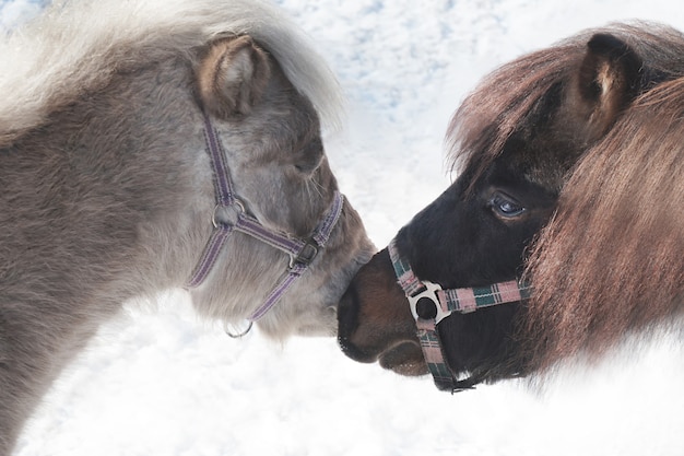 Zwei schöne Ponys im Zoo