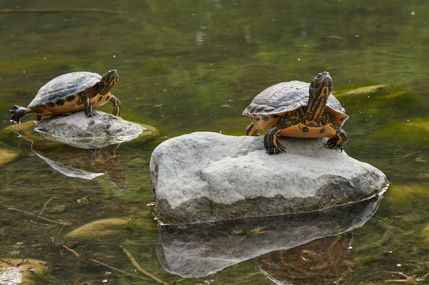 Schildkroetenteich Bilder Kostenloser Download auf Freepik